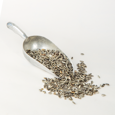 Ηλιόσπορος Ψιλός Πουλιών (500gr)